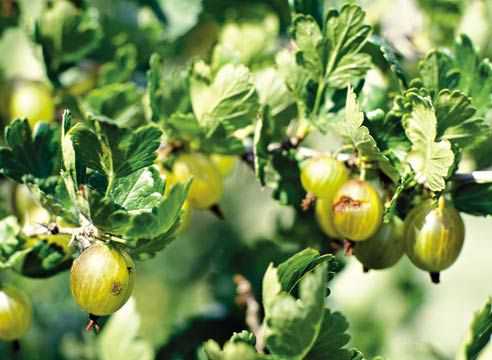 Неправильный полив