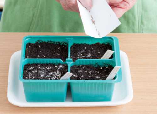 Как отличить старую курицу от молодой и определить её возраст