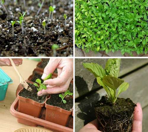 Астры: посев на рассаду, посадка, выращивание,