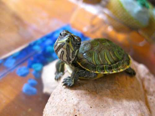 Что касается двух остальных подвидов, к которым относятся полосатые и иловые черепахи, то они вырастают в длину всего лишь до ти см