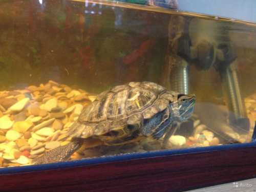 Стоит отметить, что в некоторых квартирах можно встретить питонов, ящериц, змей и т