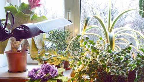 Зимний уход за домашними растениями