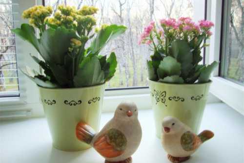 Практически все цветущие растения нуждаются в хорошем освещении, не многие растения цветут на северных окнах, и уж тем более в полутемной комнате