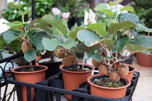 Выращивание киви в домашних условиях фото,