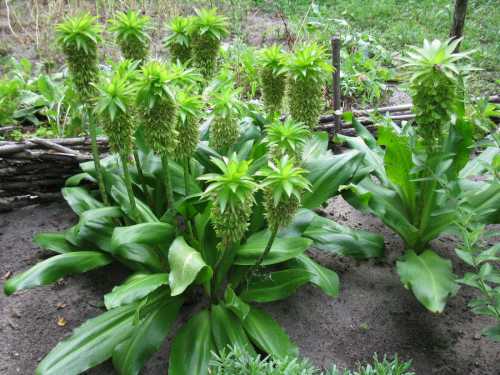 После высадки саженцев необходим ежедневный контроль и уход за клубникой