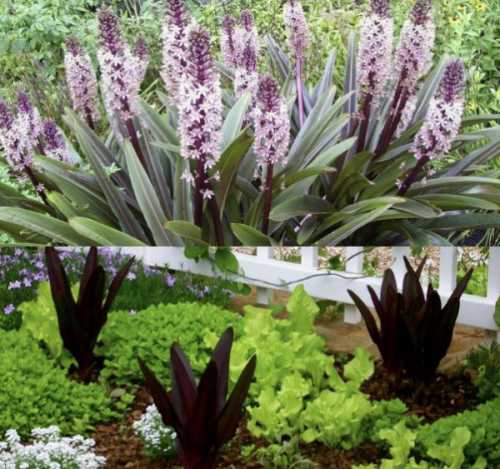 Посадка эукомиса: выращивание, технология