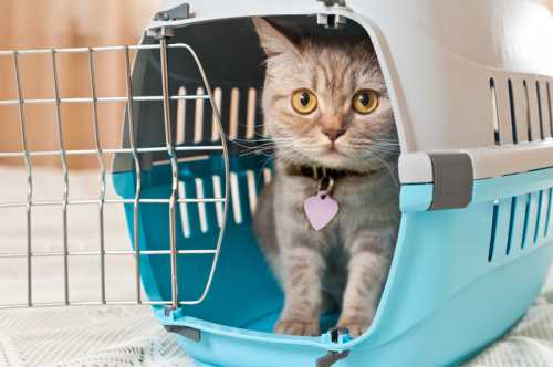 Нарезают заготовки для черенкования с верхушек полуодревесневших прошлогодних побегов