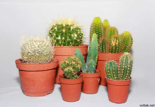 За дня до пересаживания их прекращают поливать, чтоб земля с горшка проще отставала от корней