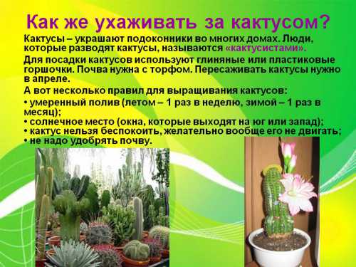 Как ухаживать за кактусом