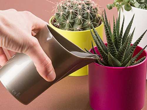 Подкормки нельзя делать зимой во время покоя кактуса