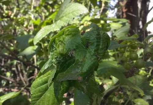 Поскольку на верх растений тлю заносят муравьи, нужно ликвидировать им возможность выполнения такой работы
