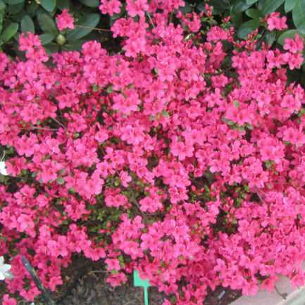 Азалия Рододендрон