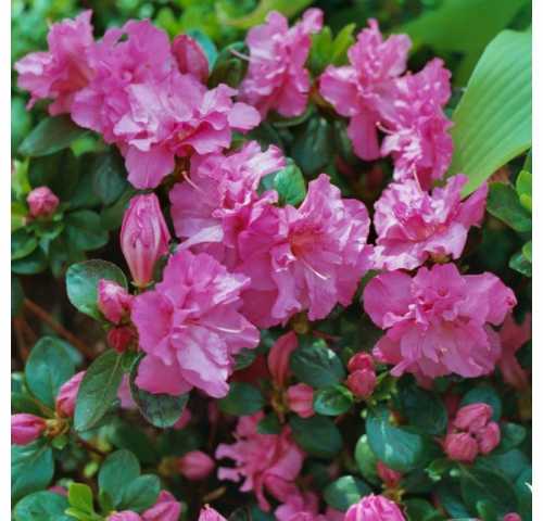 На пороге холодов подготовка примулы к зиме