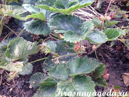 Это наиболее распространенные методы борьбы