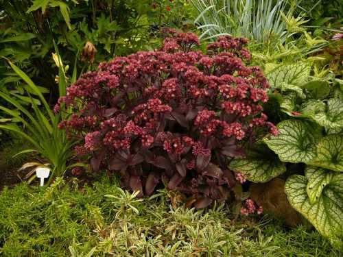 Эти части растения можно использовать в качестве черенков