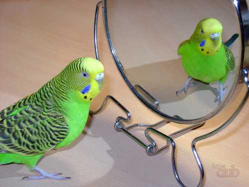 Выбираем попугая — когда ребенок хочет домашнего питомца