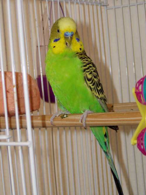 Оставьте бигуди до полного высыхания волос, затем, снимите бигуди и нанесите на локоны мусс или гель для наилучшей фиксации