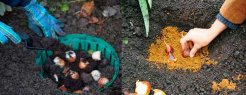 При выращивании крокусов в горшке от растения с размером луковицы можно ожидать одиночный цветок, с размером цветка, с размером цветка