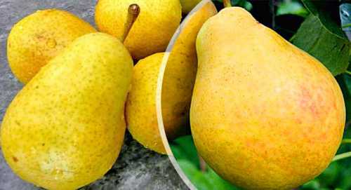 Мякоть кремовая, сочная, нежная, маслянистая, без грануляций, кисловато сладкого вкуса, с миндальным ароматом, балла