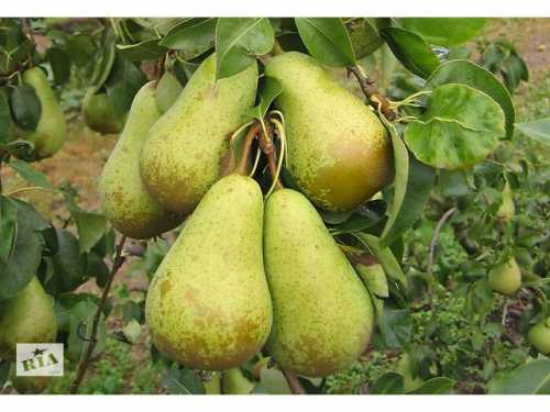 Сорт российской селекции, в условиях