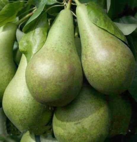 Выбор лучших сортов груш: фото,  характеристики,