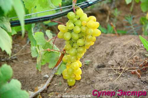 Особенности сорта винограда Талисман: