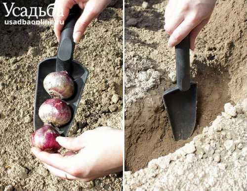 Нужно следить, чтобы земля в горшке всегда была немного влажной