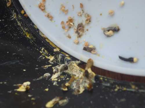 Заворот кишок