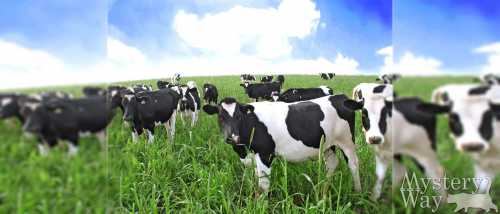 К чему снится стадо коров или быков: толкование