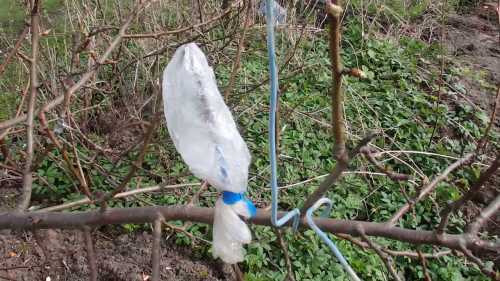 Подкормка груши: чем и когда нужно подкармливать