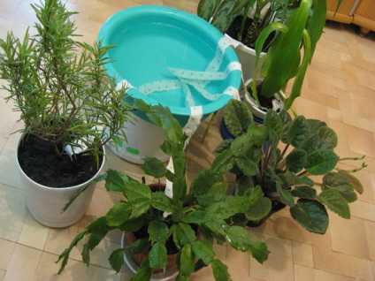 Домашние цветы во время отпуска