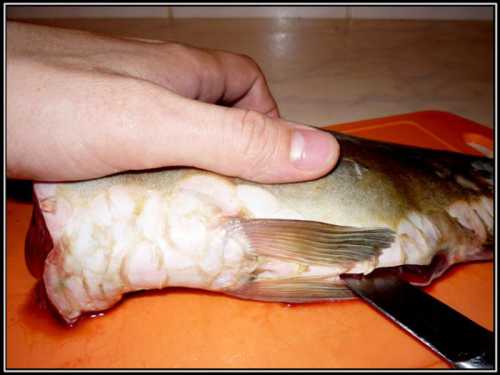 Стая мальков к хлопотам и суете