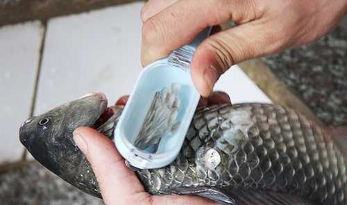 Если такой сон приснился человеку, решившему заняться бизнесом, то его можно считать добрым предзнаменованием