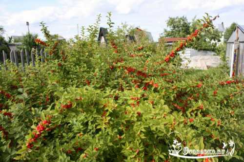 А плодоносящее дерево увлажняют в период бутонизации, во время роста завязей и осенью, когда листья начнут осыпаться