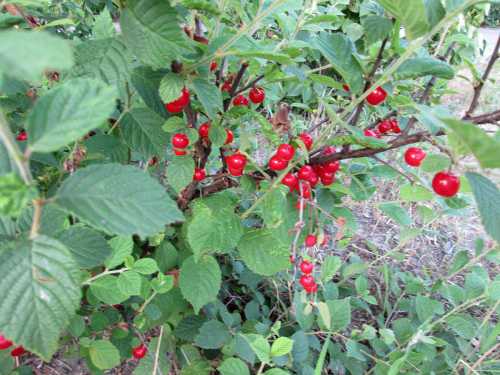 Приложенные вами усилия в дальнейшем станут залогом богатых урожаев на протяжении долгих лет