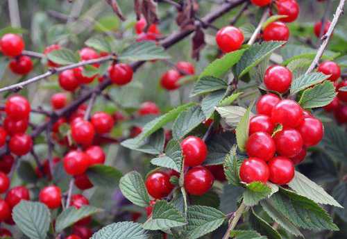 Войлочня вишня: посадка и уход, фото, выбираем