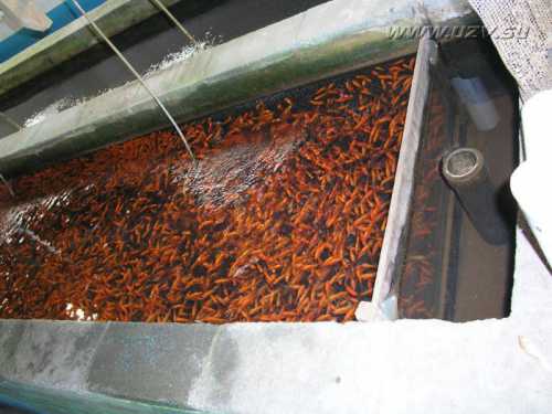 Этот рак быстрорастущий, он достигает необходимого для продажи размера всего за полгода