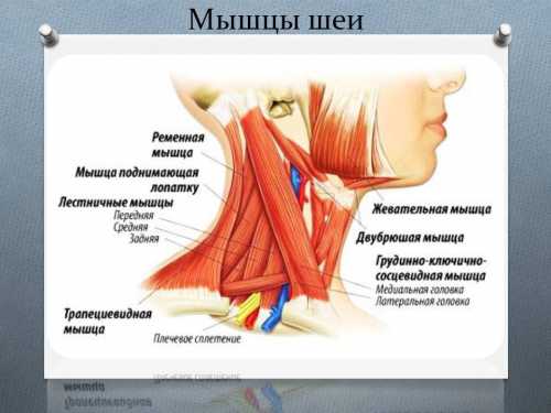 Атеросклероз сосудов, варикозное расширение венозной системы пищевода и шеи, травматические поражения сосудов могут провоцировать возникновение болевых ощущений в мышцах шеи сбоку или слева