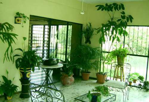 Комнатные растения для темной квартиры