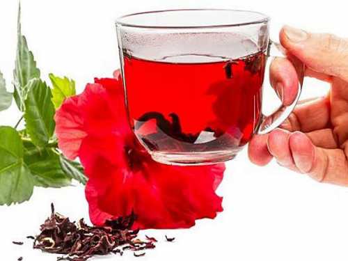 Польза суданской розы, возможный вред, кому