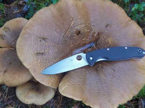 Польза гриба свинушка, возможный вред, кому