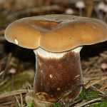 Произрастают несъедобные свинушки на обработанной древесине, пнях, валежнике