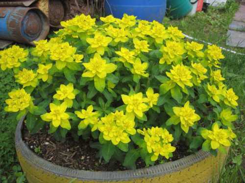 Листовой землей, перегноем, песком пропорции