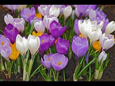 Весенние луковичные в вашем саду