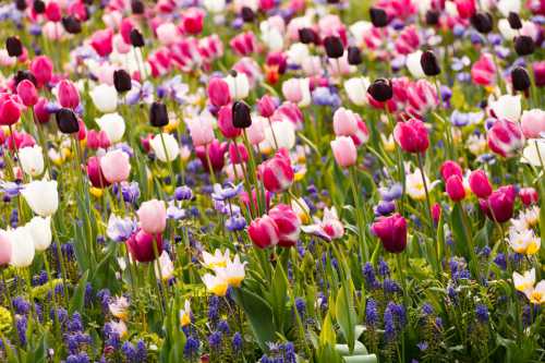 Два способа посадки крокусов в почву