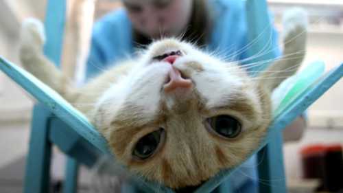 Возраст кастрации котов