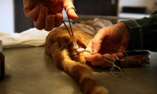 Сегодня продолжаются вопли и он также пытается найти способ убежать