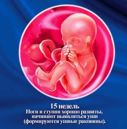15 неделя беременности