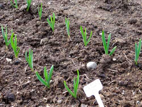 Озимый чеснок должен успеть укорениться, но не должен уйти в зелень