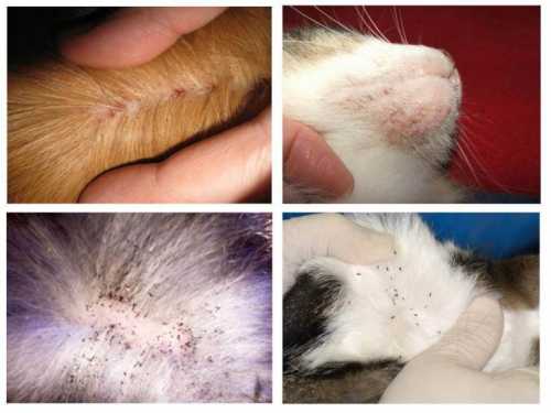 Средство применяется только в том случае, если у собаки наблюдаются различные расстройства, они не устраняют источник, а только не позволяют блохам размножаться